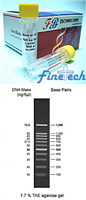 100bp DNA Ladder